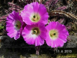 Echinocereus pentlophus